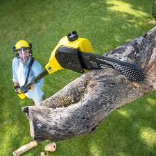 Best Lawn Renovation and Restoration  in Geneva, WA